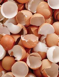 emmu egg shells