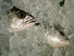frozen fish