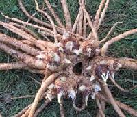 medicinal roots