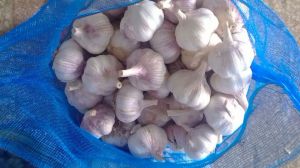 Normal White Garlic Normal White Garlic