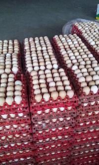 COUNTRY CHICKEN TABLE EGGS & BROWN TABLE EGGS