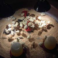 Live Assel Day Old Chicks