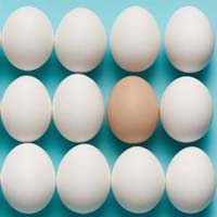 Organic White Shell Eggs