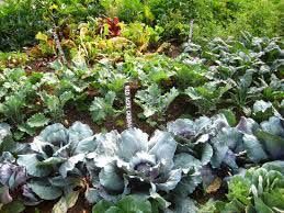 Fresh, Organic & Preserved Vegetables