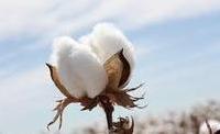 raw cotton