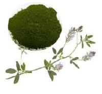 Alfalfa Leaf Powder