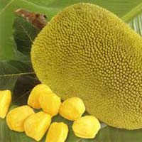 Fresh Jackfruit