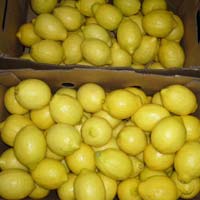 Fresh Yellow Lemon