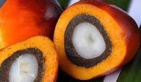 Edible Palm Oil and Palm Oil Seed For Sale