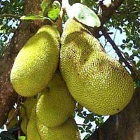 Fresh Jack Fruit