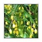 Pure and Natural Herbs