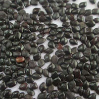 Dried Cassia Absus Seeds