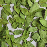 Dried Cassia Auriculata Leaves