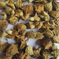 Dried Pedalium Murex