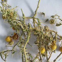 Dried Solanum Xanthocarpum