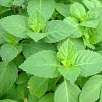 Tulsi Leaves