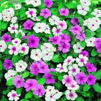 vinca rosea