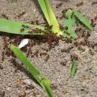 Ants Control Service