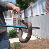 Snake Catching Service