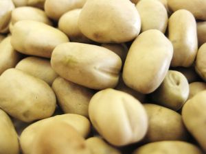 Faba Beans