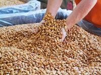 Almond Nuts,  Application : Milk, Sweets