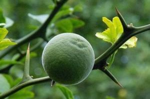 Bitter Orange Extract