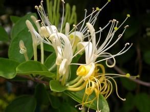 Honeysuckle Flower Extract