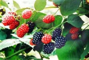Mulberry Extract