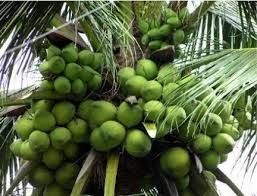 Green Coconut