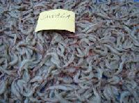 Dried Jawala Fishes