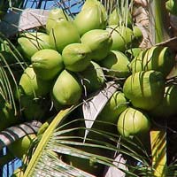 fresh tender coconut