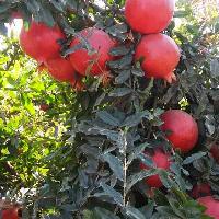 pomegranate tissue culture plants