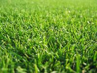 natural turf grass