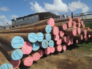 Greenheart Logs Greenheart Logs