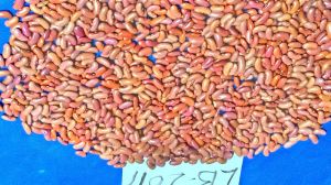 light red kidney beans light red kidney beans