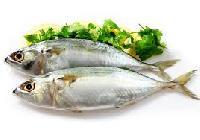 indian mackerel fish