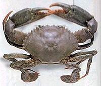 mud crab