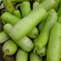 Fresh Bottle Gourd