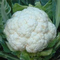 fresh cauliflower