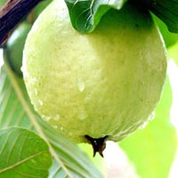 fresh guava