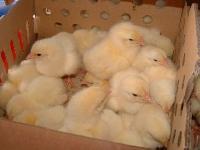 broiler chicks