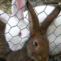 Hexagonal Wire Netting