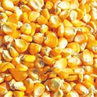 maize seeds