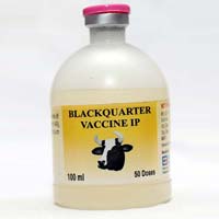 Black Quarter Vaccine