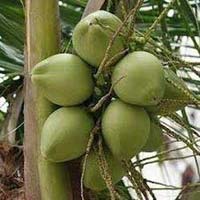 fresh tender coconut