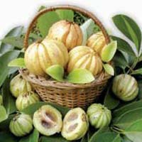 Garcinia Cambogia  Extract