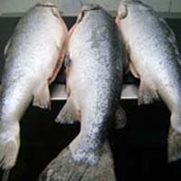 Frozen Chum Salmon Fish