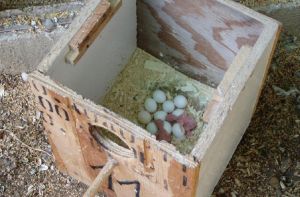 Fertilized Exotic Bird Eggs For Hatching.