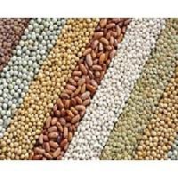 food grain pulses