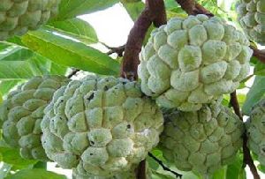 custard apple